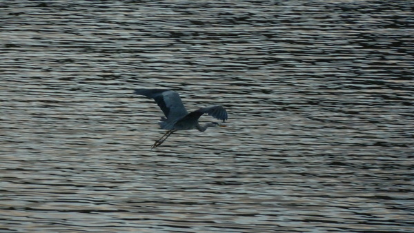 Product picture Night Flyer photo